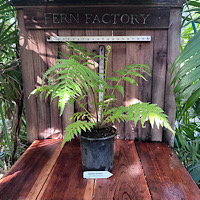 Cyathea brownii 